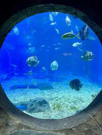 The Oceana Aquarium - Haikou