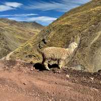 Thrilling Rainbow Mountain ATV Adventure: From Scenic Rides to Stunning Stripes