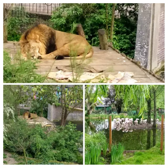 🦁 Roaring Fun at London Zoo! 🐼