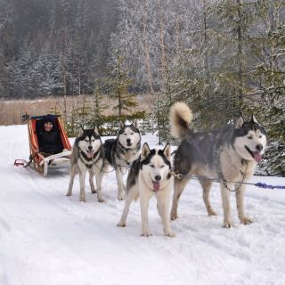 Ride a Dog Sled in the Mountains of Romania!
