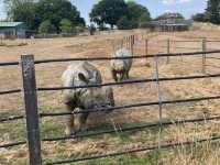 Whipsnade Zoo 🐘