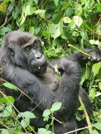 Gorillas Trekking in East Africa