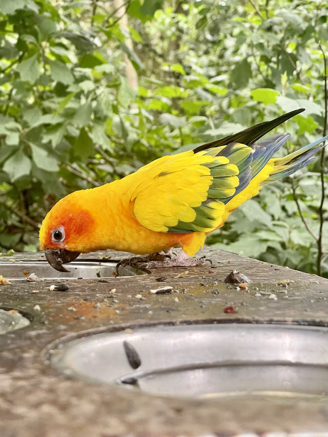🦜 Discover Birds of Eden, South Africa 🌿