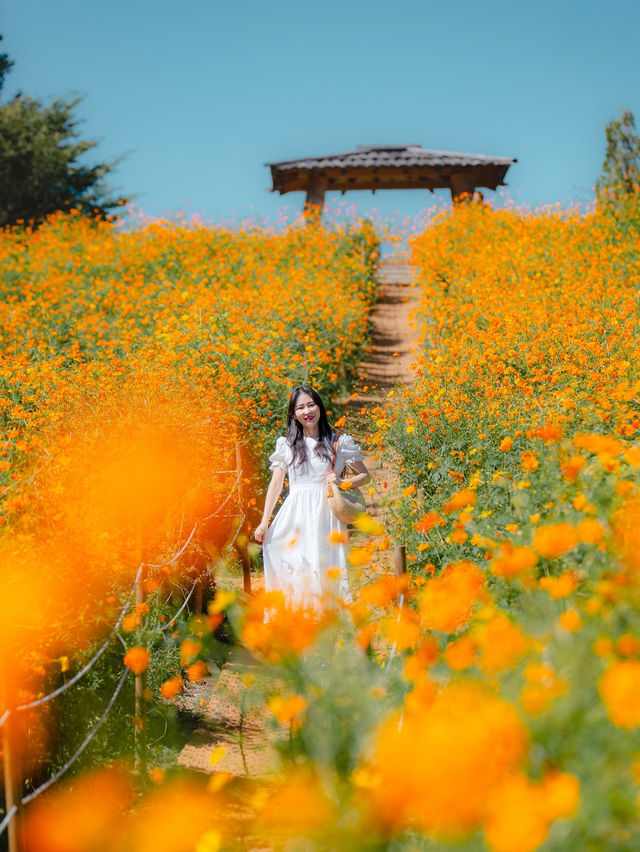 🍁 올림픽공원 들꽃마루