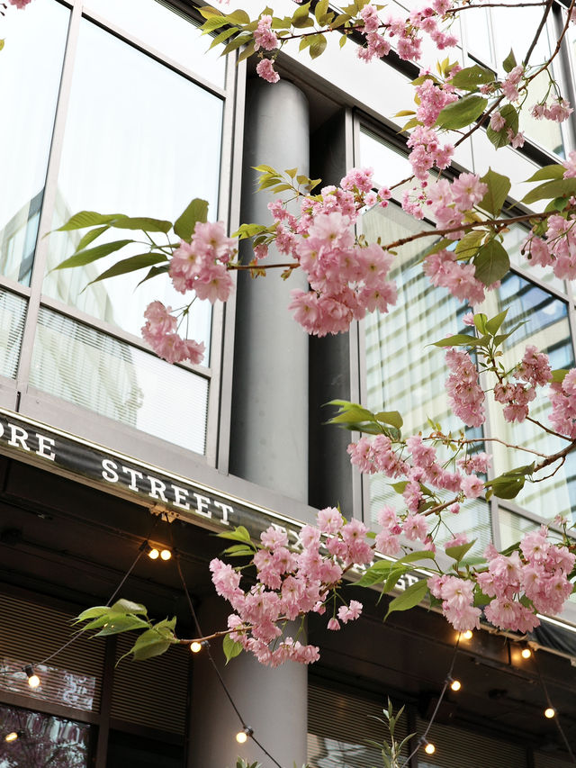 Spring in Manchester: A Blossom-Filled City Escape