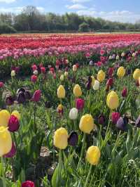Spring Tulips 🌷