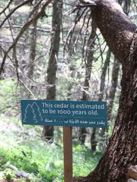 Al Shouf Cedar Reserve: Where Ancient Forests Whisper Legends