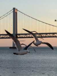 Dancing with the Sea Breeze: A Day at Dalian Xinghai Square
