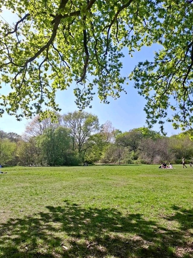 Southampton Common 🌳☀️