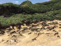 Taiwan🪨Yehliu Geopark: Taiwan's Wonderland by the Sea! 🌊