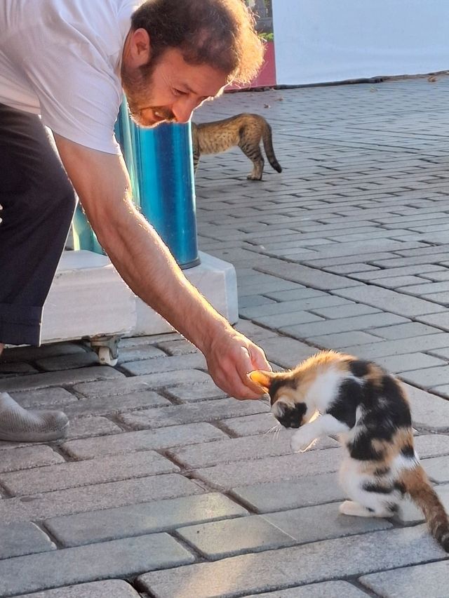 貓奴們🐈快來伊斯坦堡轉機吧～🐈‍⬛