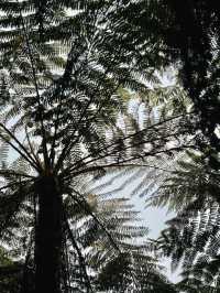 Step into a Prehistoric World: Suoluo Valley’s Jurassic Park Adventure!