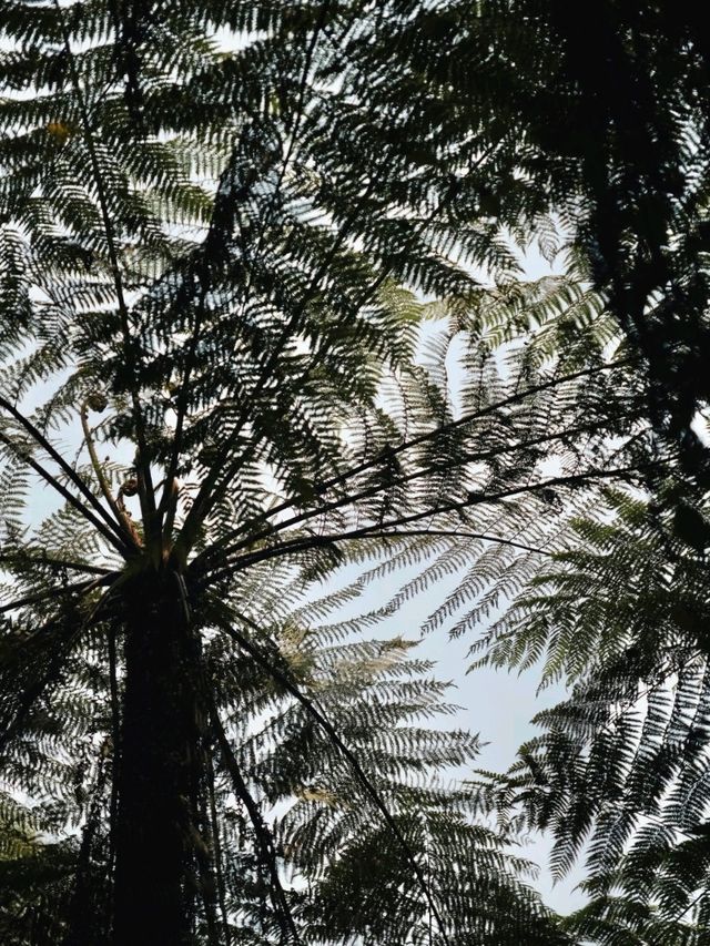 Step into a Prehistoric World: Suoluo Valley’s Jurassic Park Adventure!