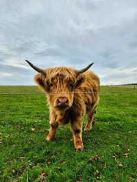 Highland Cows at Jacksons at Jedburgh – Gentle Giants with Serious Charm