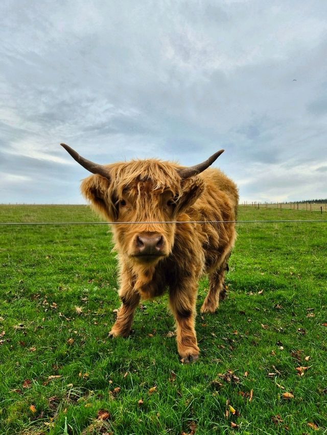 Highland Cows at Jacksons at Jedburgh – Gentle Giants with Serious Charm