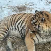 SIBERIAN TIGER PARK