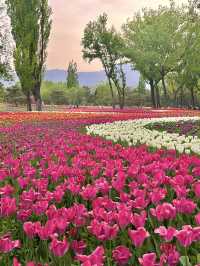 Best time for tulips 