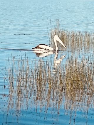 Australia's New South Wales, George Lake's Reflections.