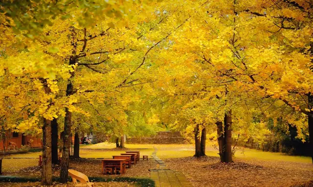 The best viewing season for Tengchong Ginkgo Village has arrived