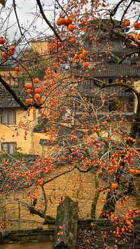 這個秋到底有多美？寧德屏南告訴你；秋去冬來萬物休 唯有柿子掛燈