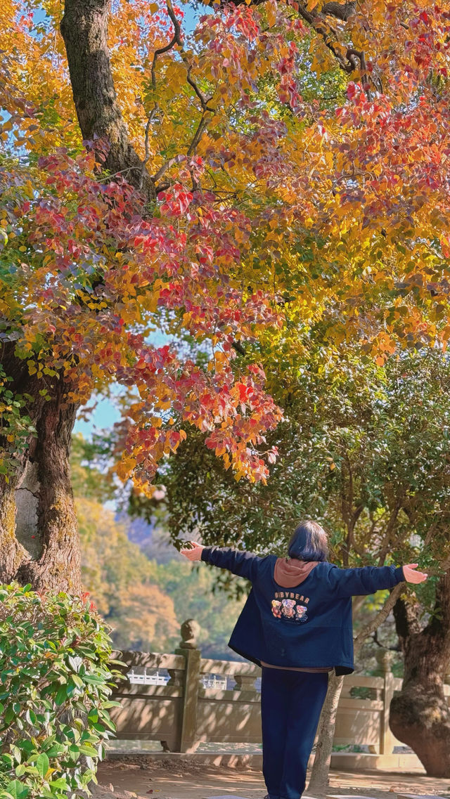 帶上媽媽尋秋色-寧波阿育王寺