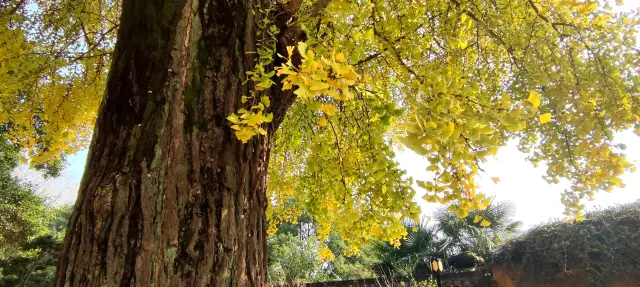 The ginkgo at Zhiping Temple on Shangfang Mountain has turned golden again