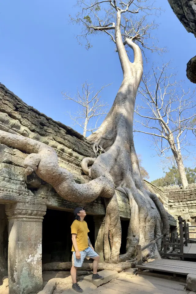 Traveling to Angkor Wat, I hid the secret in the tree hole of the temple