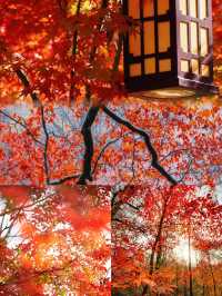 賞秋！不可錯過的美景！吉林•紅葉谷攻略！奉上！