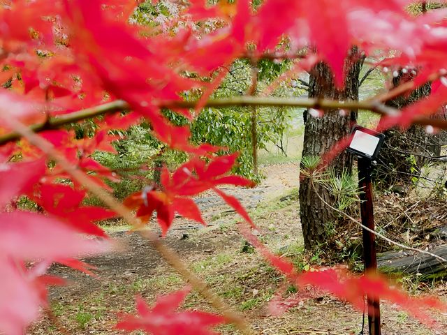 長瀞的紅葉小公園