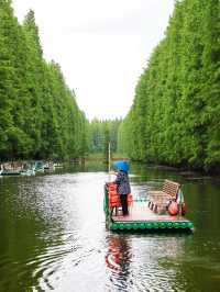 就在江蘇90%人不知道的絕美水上森林