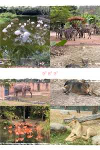 週末來看廣州動物園 “黑白飯團”大熊貓剛好