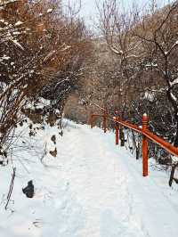 一望無際雪漫山丨登太原太山享冬日盛宴