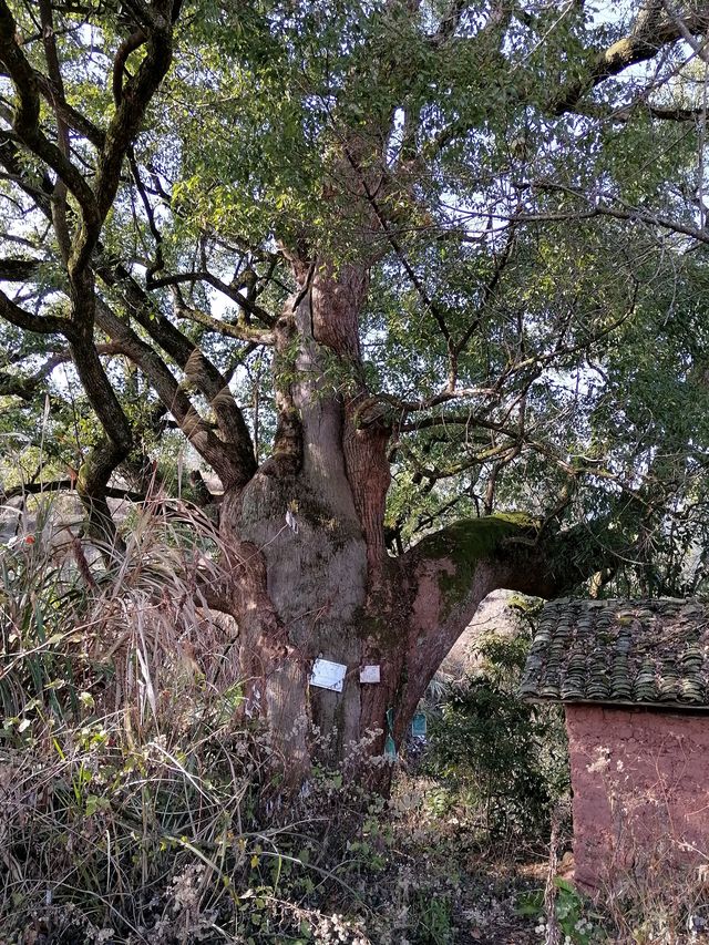 千島湖施家坪古村落｜被遺棄的土房村落丨人少安靜丨免收門票