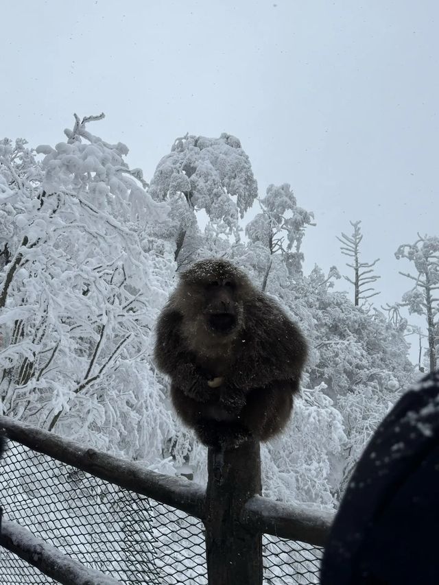 峨眉山會懲罰每一個不愛走路的人！！