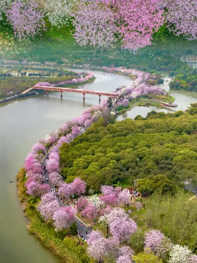 지하철 직행 | 광저우의 몽환적인 봄 철쭉꽃 바다!!