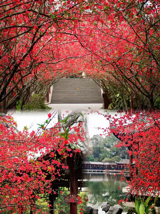 Chengdu's Tanghu Park is stunningly beautiful with its blooming crabapple flowers, which are dazzling and enchanting