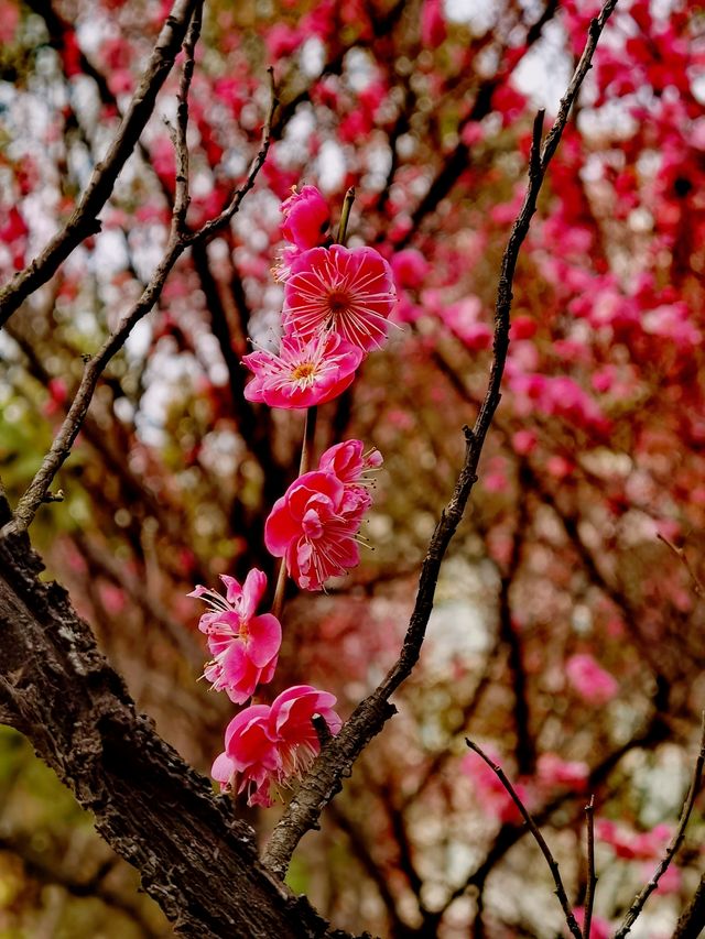 烁烁其華，匡河桃花