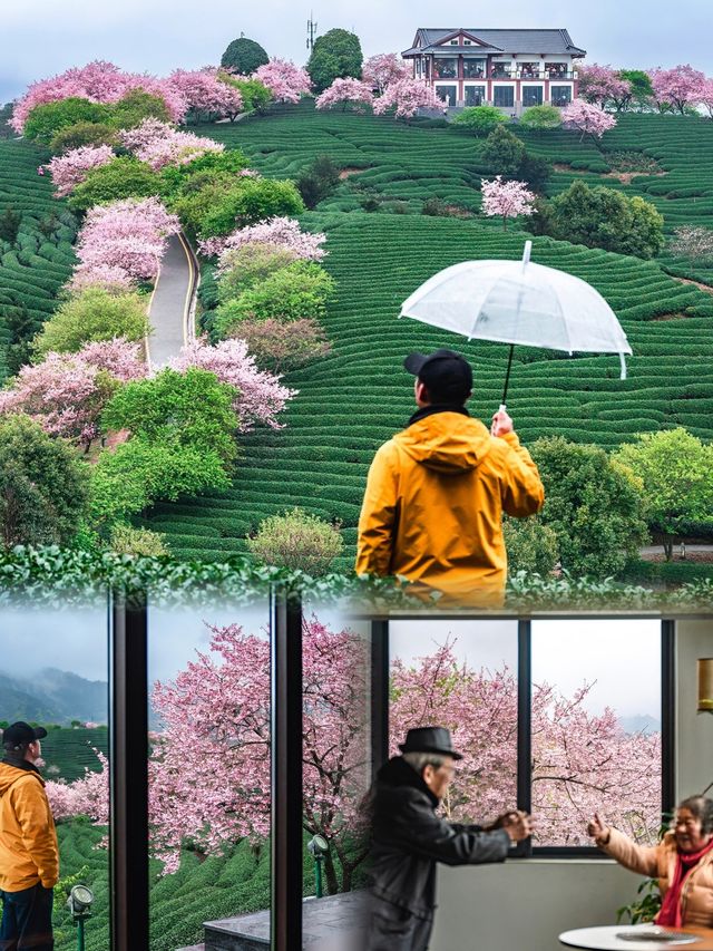 夢開始的地方：福建龍岩永福櫻花茶園