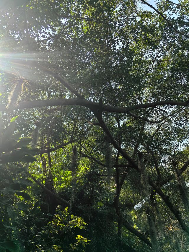 廈門植物園，值得去一次的植物園