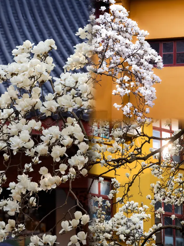 Magnolia blossoms in Hangzhou in March 2024