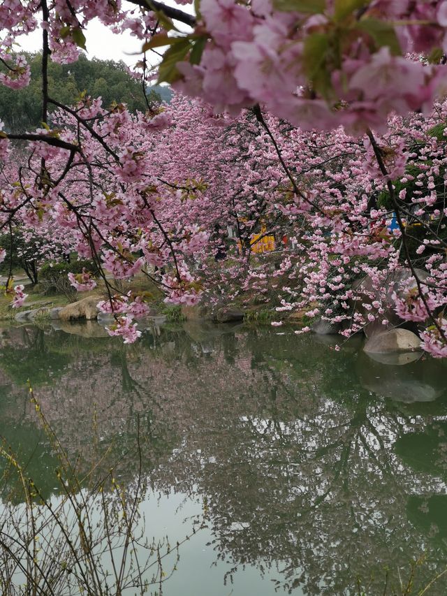 3月14日鼋頭渚icon花情實況