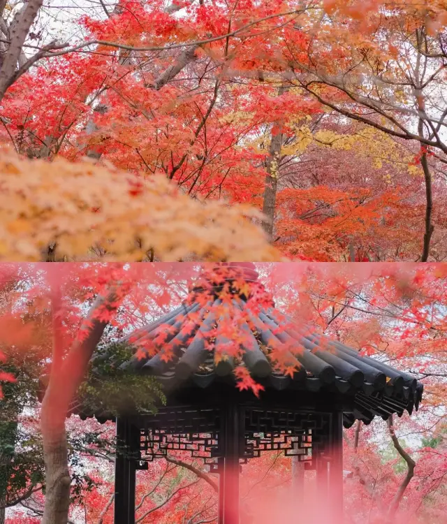 헤이, 가을에 어디로 놀러 가야하나요? 그것은 반드시 수주를 방문해야합니다!