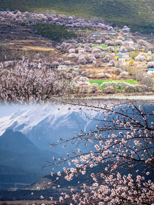 接下來的西藏可謂是國內賞花的巔峰之地啊！ 誰能不動心呢？