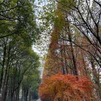 我在張家港，穿過九十九場煙雨