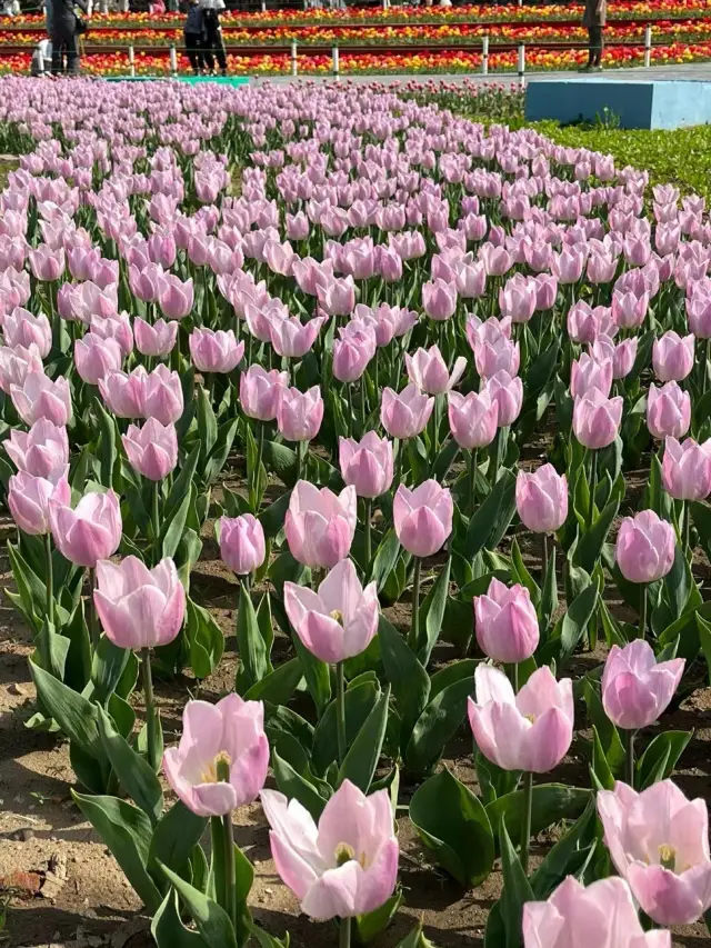 北陵公園|請查收這份鬱金香賞花指南