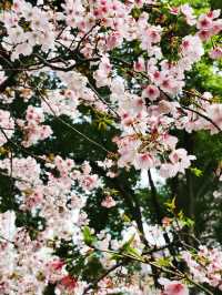 春日顶流的靜安雕塑公園櫻花季
