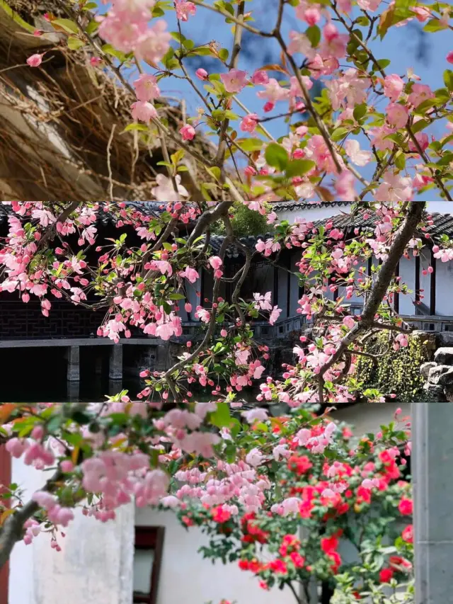 蘇州の海棠が咲いています！これらの庭園の海棠はまるで水墨画のように美しいです