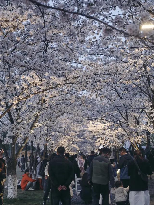 我們一起相約杭州吧…櫻花真的太美啦
