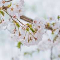 Spring Beautiful Blossoms in Huairou 🌸🌿