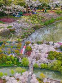 顧村公園花開成海！錯過再等一年